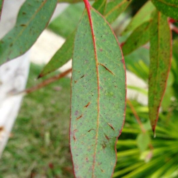 Eucalyptus viminalis Leht