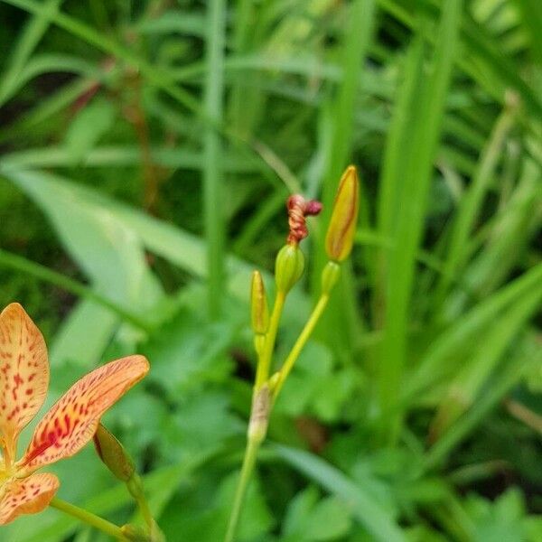 Iris domestica Plod