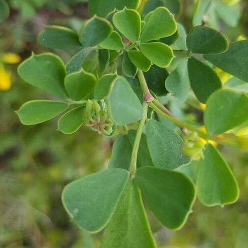 Coronilla valentina Leaf