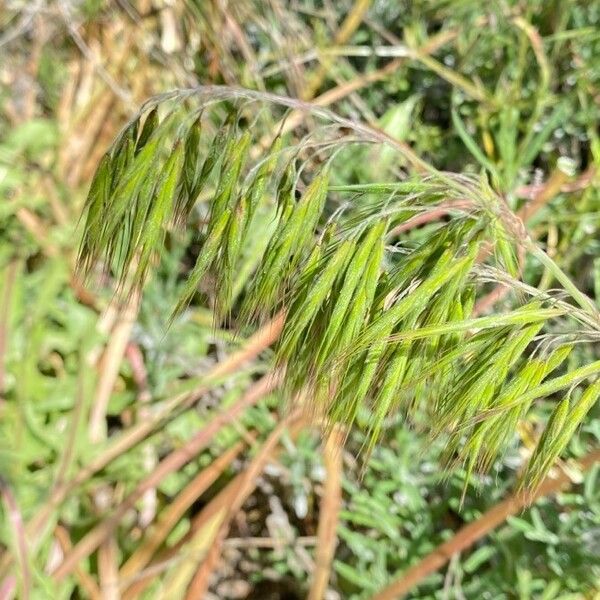 Bromus tectorum 果實