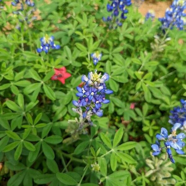 Lupinus texensis Кветка