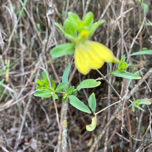 Justicia flava Blad