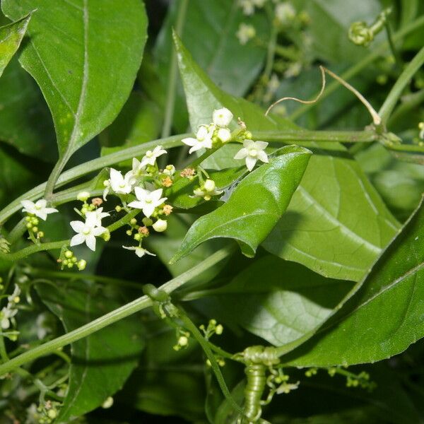 Cyclanthera lalajuela Cvet