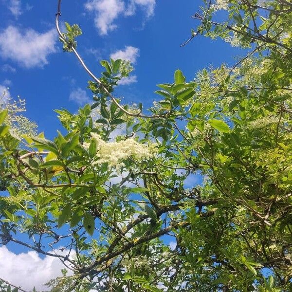 Sambucus canadensis Fleur