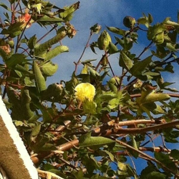 Gossypium arboreum Цветок