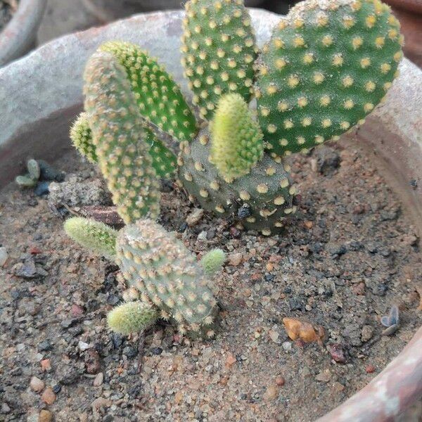 Opuntia microdasys Liść