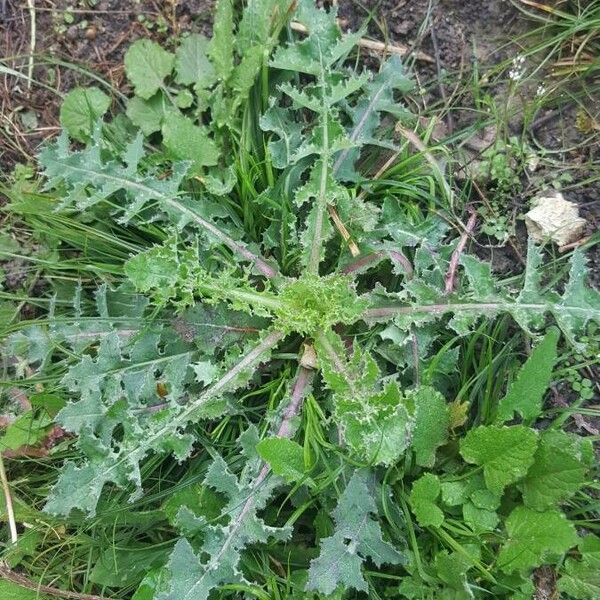 Sonchus asper Foglia