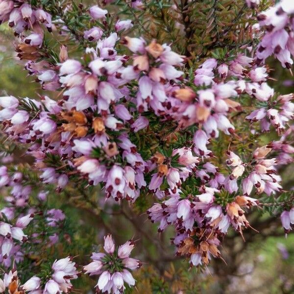 Erica erigena പുഷ്പം