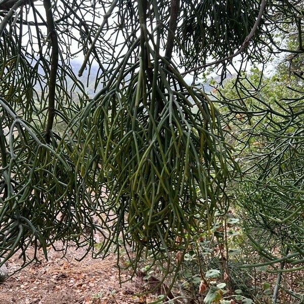 Euphorbia tirucalli Baum