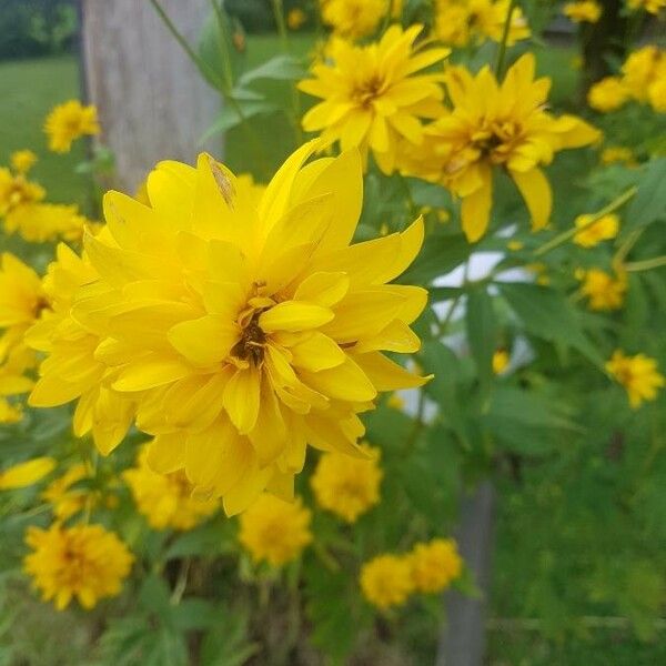 Kerria japonica Flower