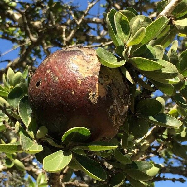 Strychnos madagascariensis Frukt