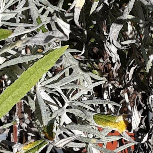 Artemisia ludoviciana পাতা