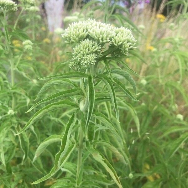 Eupatorium resinosum Цвят