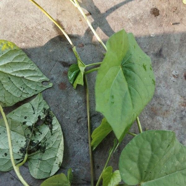 Ipomoea alba Fuelha