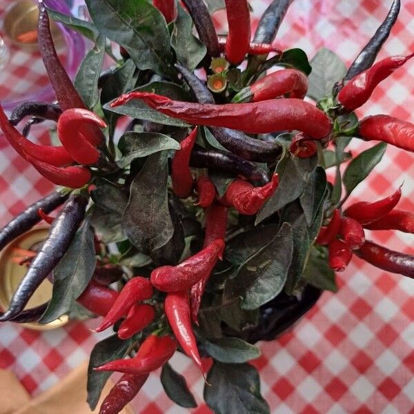 Capsicum frutescens Blatt