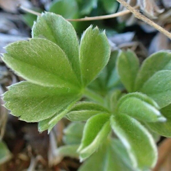 Potentilla nitida Φύλλο