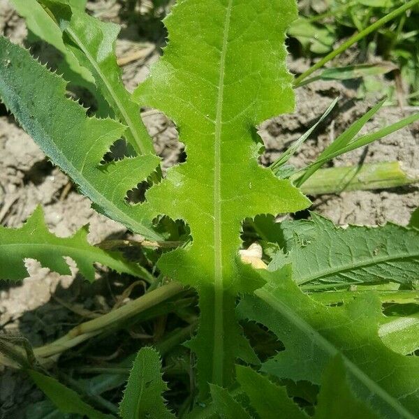 Sonchus arvensis Folha