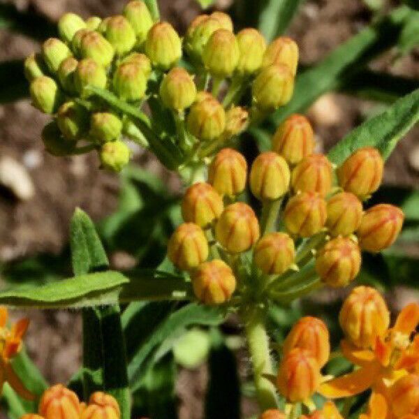 Asclepias tuberosa Beste bat