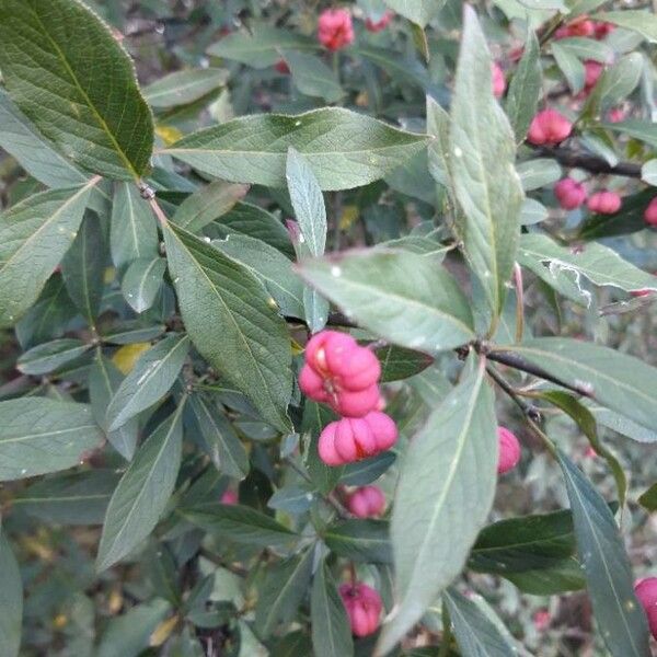 Euonymus europaeus Fiore