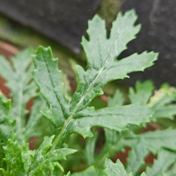 Senecio sylvaticus Foglia