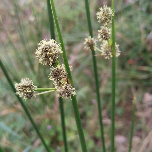 Cyperus difformis Blüte