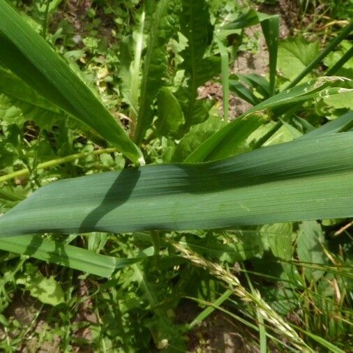 Avena fatua Levél