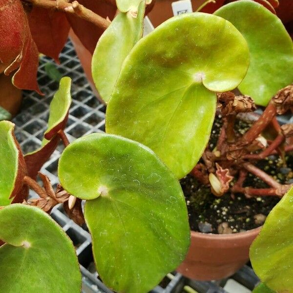 Begonia epipsila ഇല