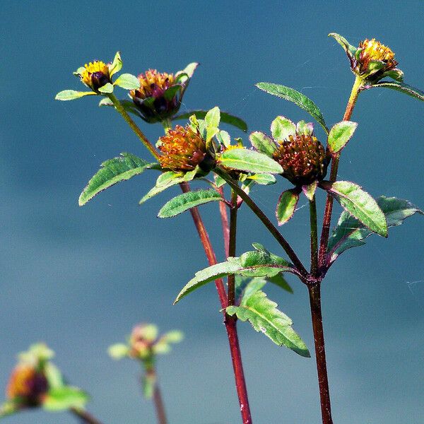 Bidens tripartita Kukka