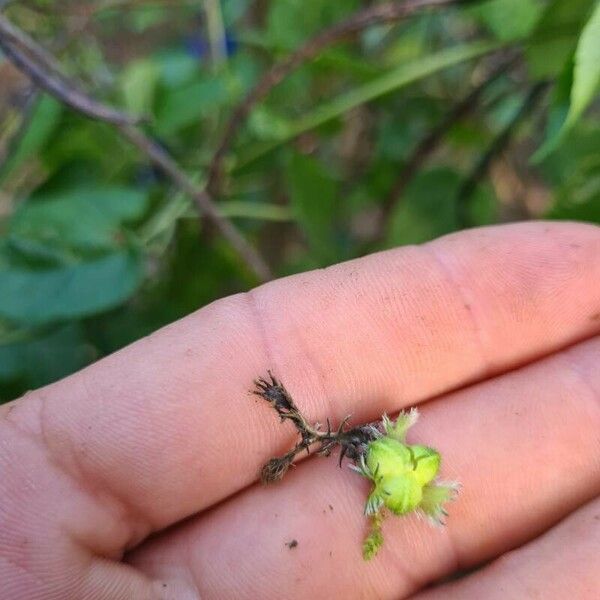 Tragia furialis Fruit