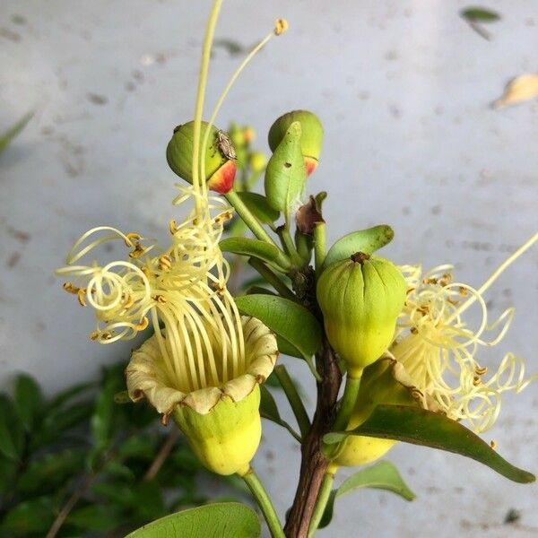 Lafoensia punicifolia Flower