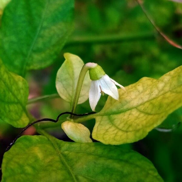 Capsicum annuum Virág