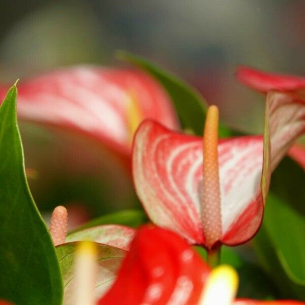 Anthurium andraeanum Bloem