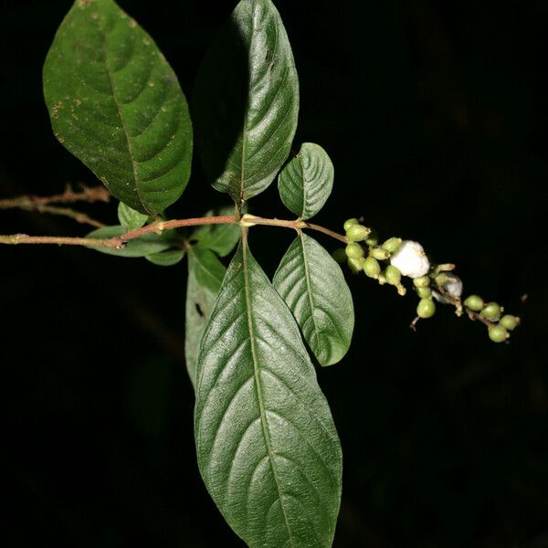 Gonzalagunia dicocca Levél