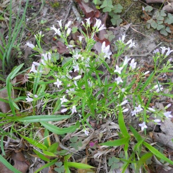 Houstonia longifolia Hàbitat