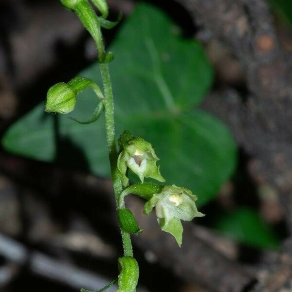 Epipactis albensis Blomma