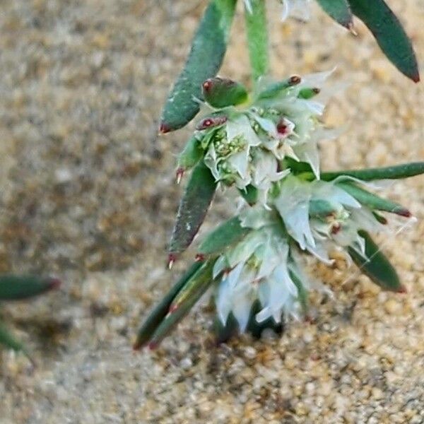 Paronychia arabica Blomst