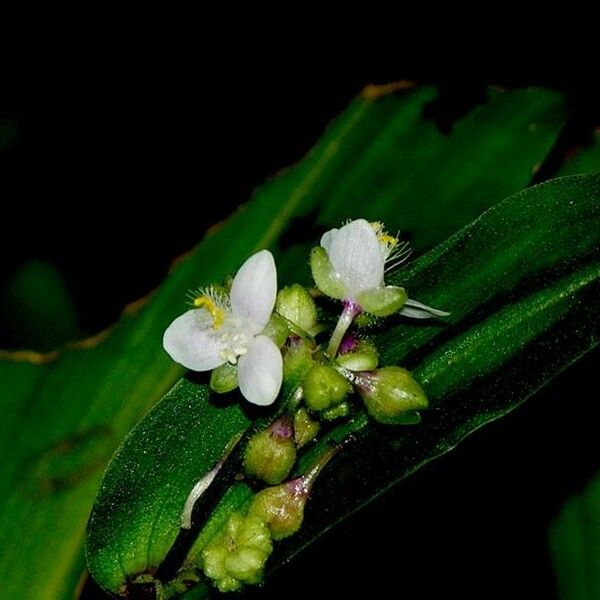 Callisia serrulata Квітка