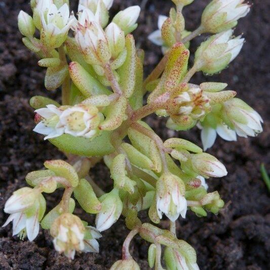 Sedum nevadense Flor