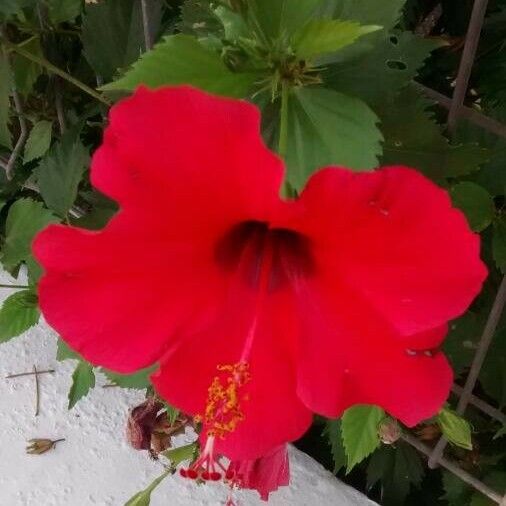 Hibiscus rosa-sinensis Bloem