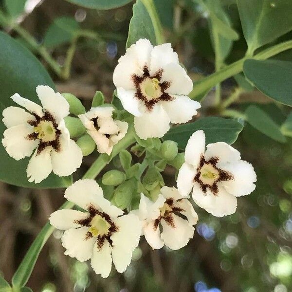 Schrebera alata Blüte