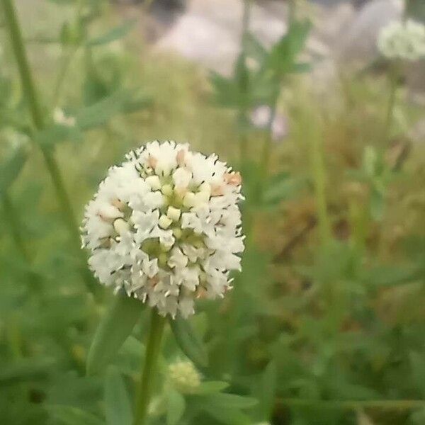 Spermacoce verticillata Flower