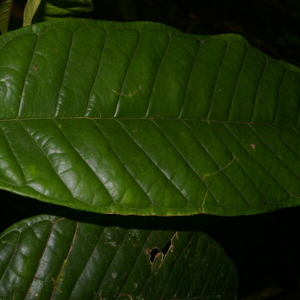 Anaxagorea phaeocarpa Leaf