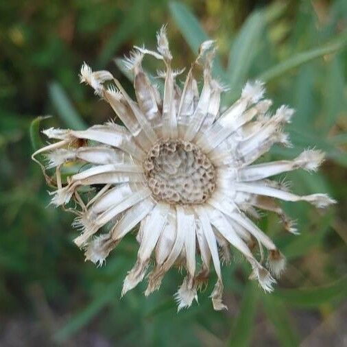 Centaurea scabiosa Квітка