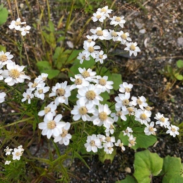 Achillea erba-rotta Цветок