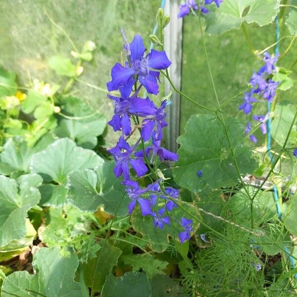 Delphinium consolida Flor