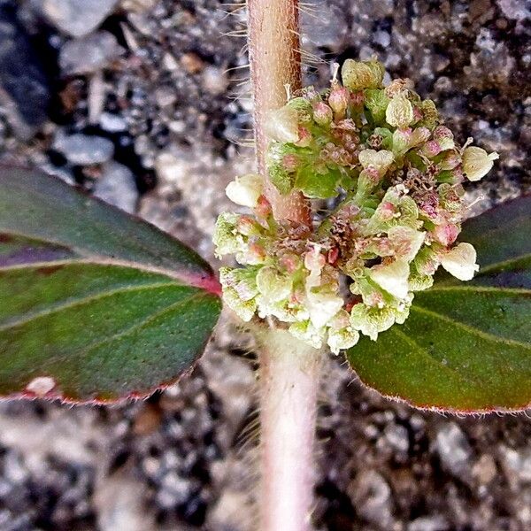Euphorbia hirta Kukka