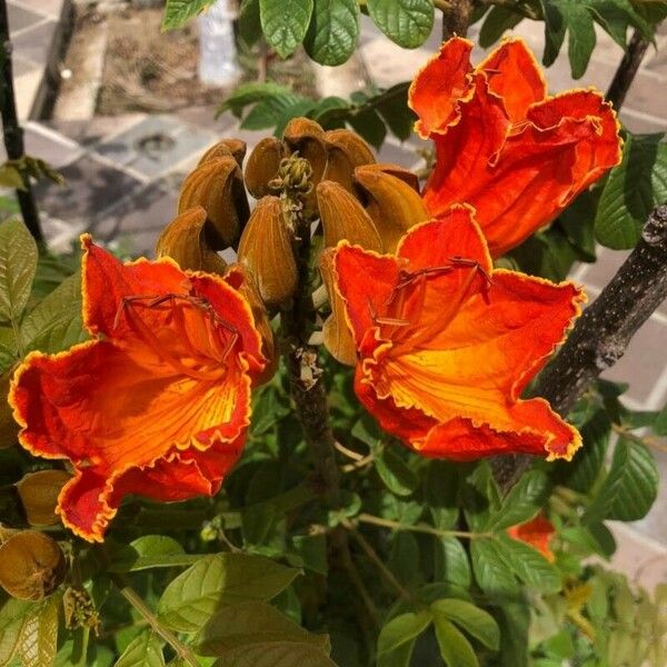 Spathodea campanulata Flower