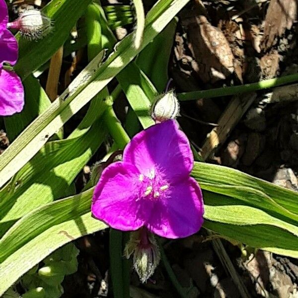 Tradescantia virginiana Flower