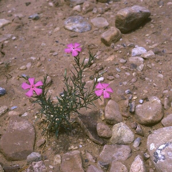 Phlox nana Habit