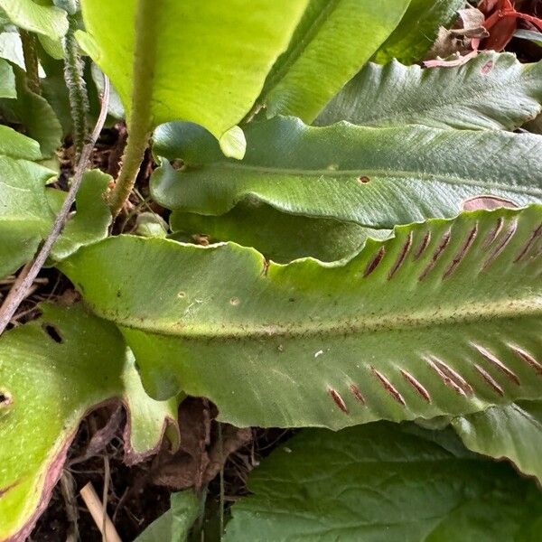 Asplenium scolopendrium Liść